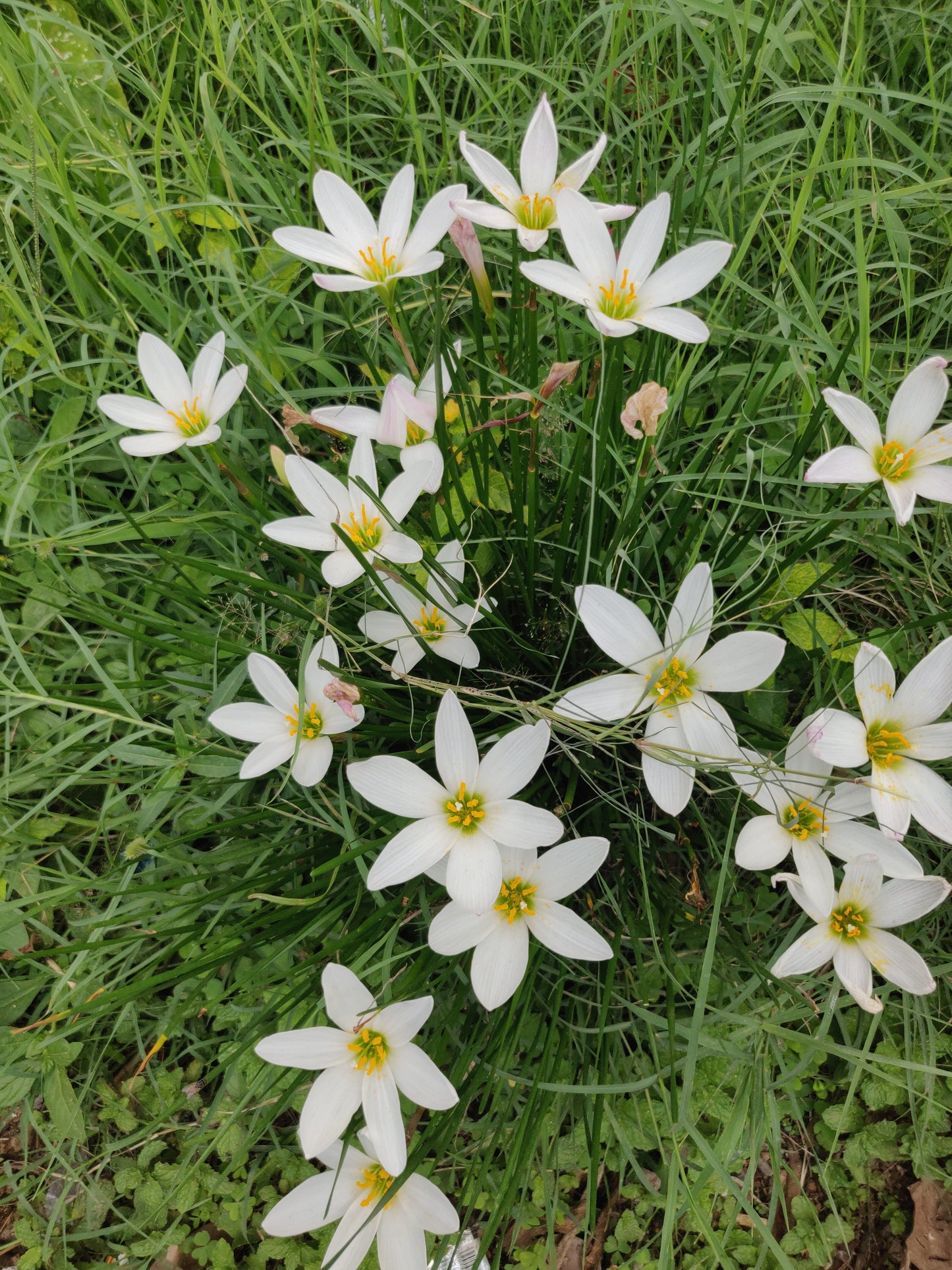 ADIVASI NEELAMBARI HERBAL HAIR OIL